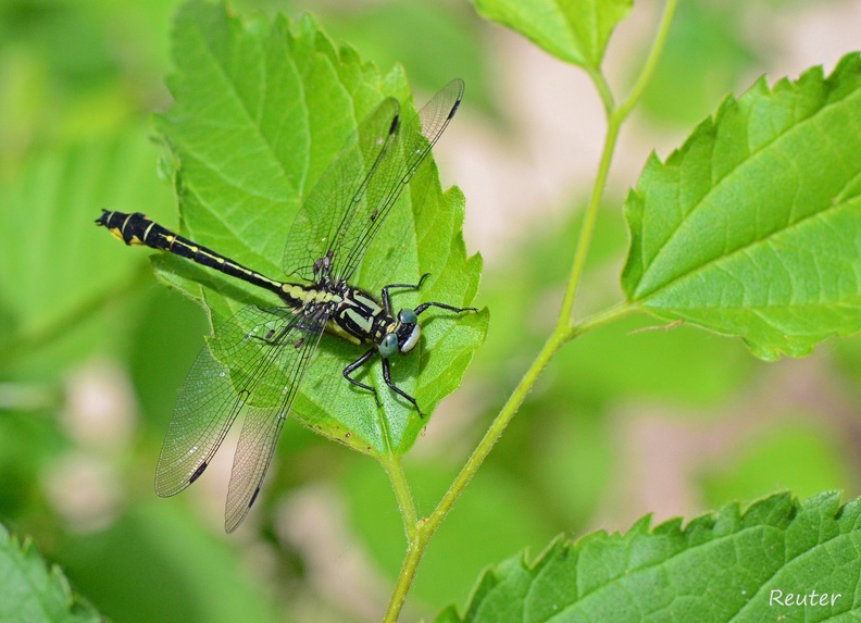 Gemeine Keiljungfer - Common Clubtail (Gomphus vulgatissimus)
Männchen - Male
Foto: Karl Reuter
Ort: Nationalpark Krka, Kroatien
Kamera: Nikon D7000, Nikkor 105VR 1:2,8 Gemeine Keiljungfer _Gomphus vulgatissimus_.jpg